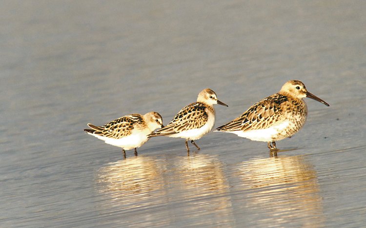 Birdwatching: Mám dalekohled a čas. Víc nepotřebuji