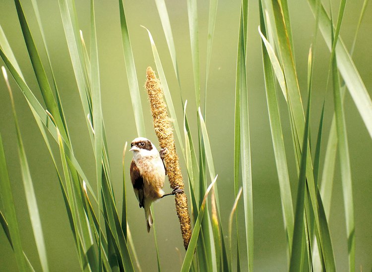 Birdwatching: Mám dalekohled a čas. Víc nepotřebuji