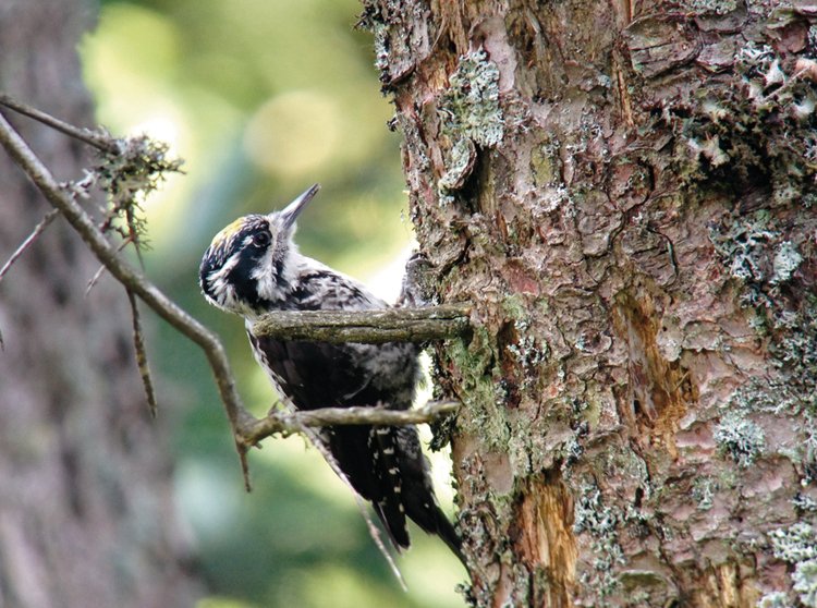 Birdwatching: Mám dalekohled a čas. Víc nepotřebuji