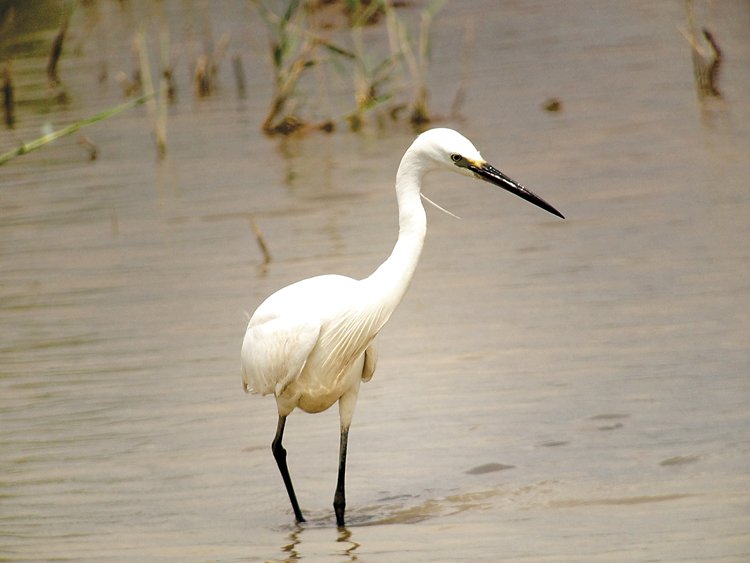 Birdwatching: Mám dalekohled a čas. Víc nepotřebuji