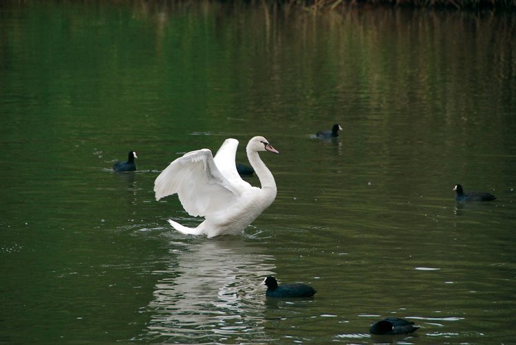 Birdwatching: Mám dalekohled a čas. Víc nepotřebuji