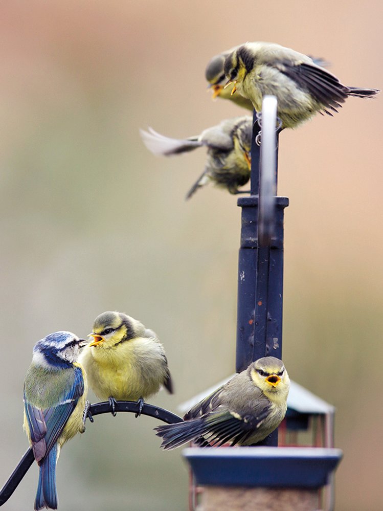 Birdwatching: Seriál o pozorování ptáků