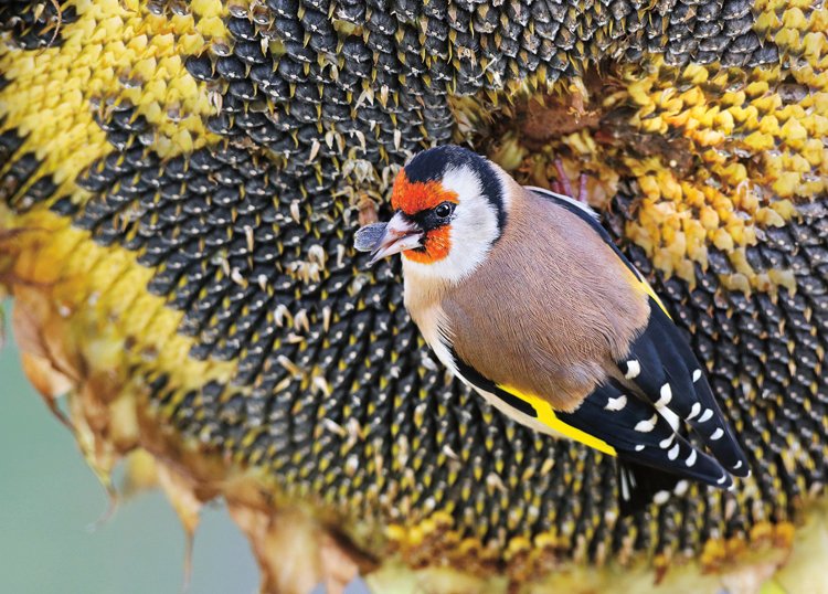 Birdwatching: Seriál o pozorování ptáků