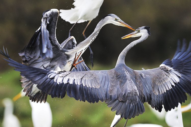 Birdwatching: Seriál o pozorování ptáků