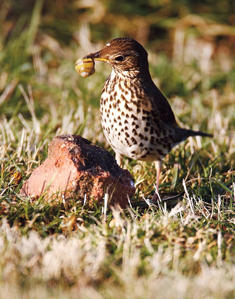 Birdwatching: Seriál o pozorování ptáků