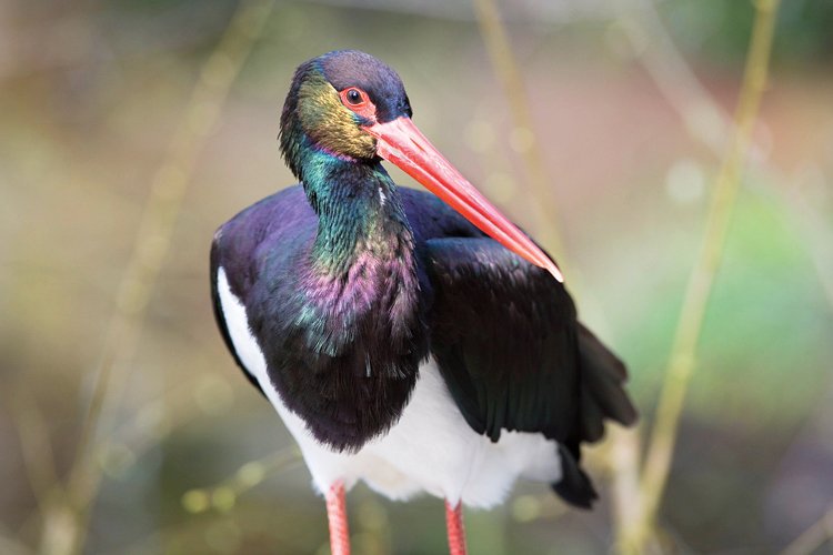 Birdwatching: Seriál o pozorování ptáků