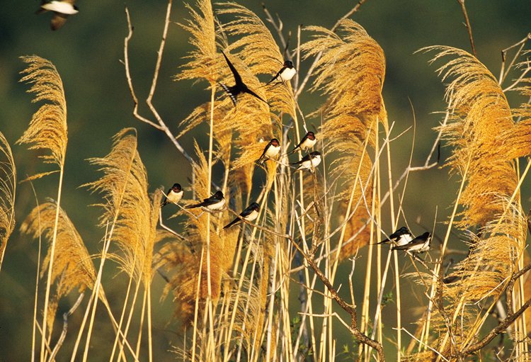 Birdwatching: Seriál o pozorování ptáků