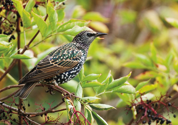 Birdwatching: Seriál o pozorování ptáků