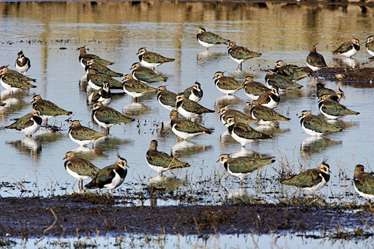 Birdwatching: Seriál o pozorování ptáků