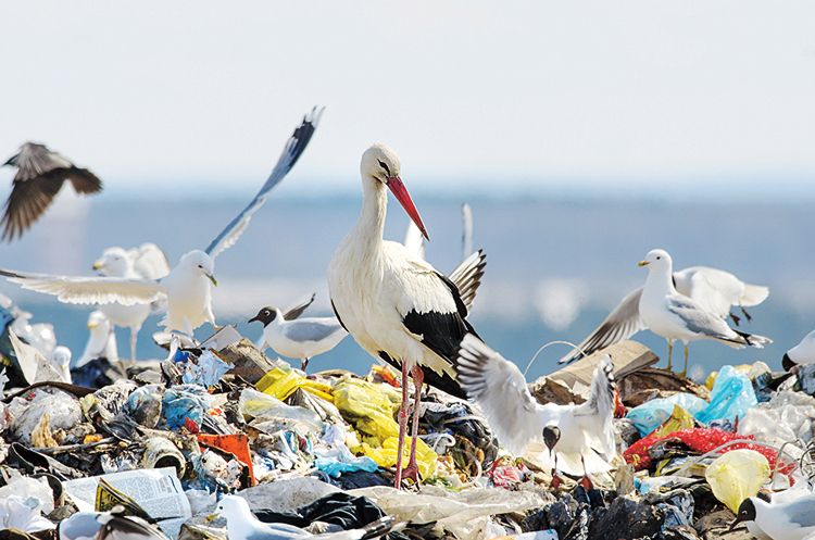 Birdwatching: Pozorování ptáků