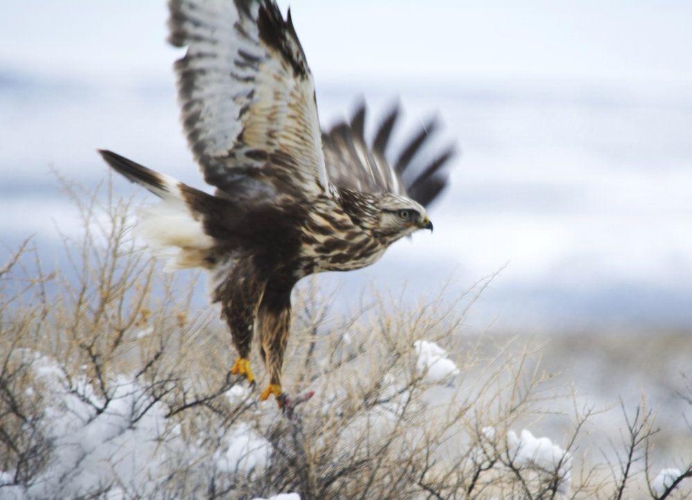 Myslíte, že se birdwatcher v zimě nudí?