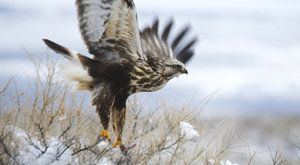 Birdwatching: Kde pozorovat ptáky v zimě