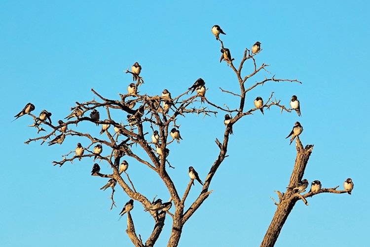 Birdwatching: Pozorování ptáků