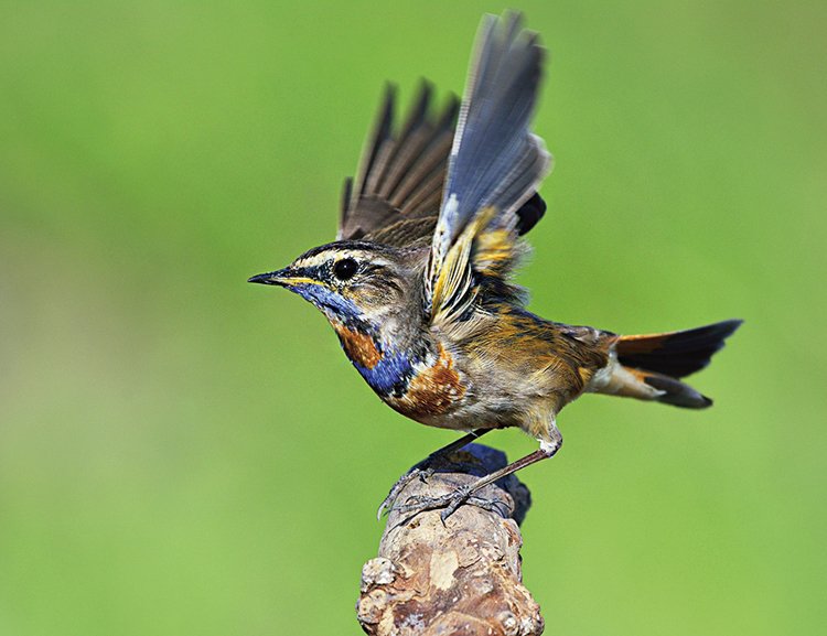 Birdwatching: Pozorování ptáků