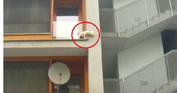 Bezradný bišonek balancoval na hraně balkonu.