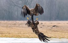 Dramatická bitka dvou orlů v Polsku: Ukážu ti, kdo je tady šéf!