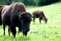 Štvanice na uprchlé bizony v jižních Čechách: Odstřel není řešení! Zlobí se lidé