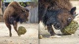 VIDEO: V pražské zoo válí fotbalová hvězda. Má čtyři nohy, kopýtka a navnadí ji meduňka!