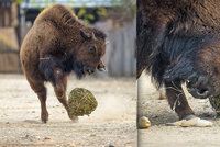 VIDEO: V pražské zoo válí fotbalová hvězda. Má čtyři nohy, kopýtka a navnadí ji meduňka!