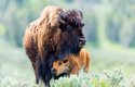 Bizon americký (Bison bison) byl v 19. století téměř vyhuben, Yellowston je jediné místo v zemi, kde žije nepřetržitě od prehistorických dob