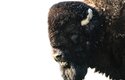 Bizon prérijní je dnes doma v národních parcích Spojených států amerických