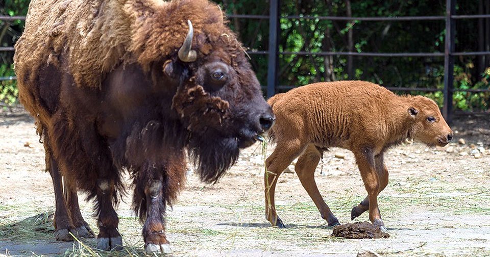 V pražské zoo přivítali další bizoní mládě.