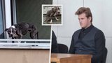 Pejska Blada zachránili na pokraji smrti z parapetu: Majitel za týrání dostal 2 roky natvrdo!
