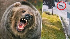 Medvěd v ulicích slovenské obce Blatnica