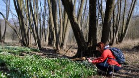 V rušnou turistickou lokalitu se každé jaro mění jinak klidné Rakovecké údolí na Drahanské vrchovině. Důvodem jsou tisíce kvetoucích bledulí kolem meandrujícího potoka Rakovce. 