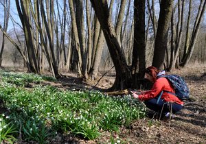 V rušnou turistickou lokalitu se každé jaro mění jinak klidné Rakovecké údolí na Drahanské vrchovině. Důvodem jsou tisíce kvetoucích bledulí kolem meandrujícího potoka Rakovce. 