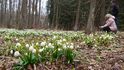 Bělostný koberec z bledulí jarních v lese Jechovec vytváří dojem zasněžené přírody