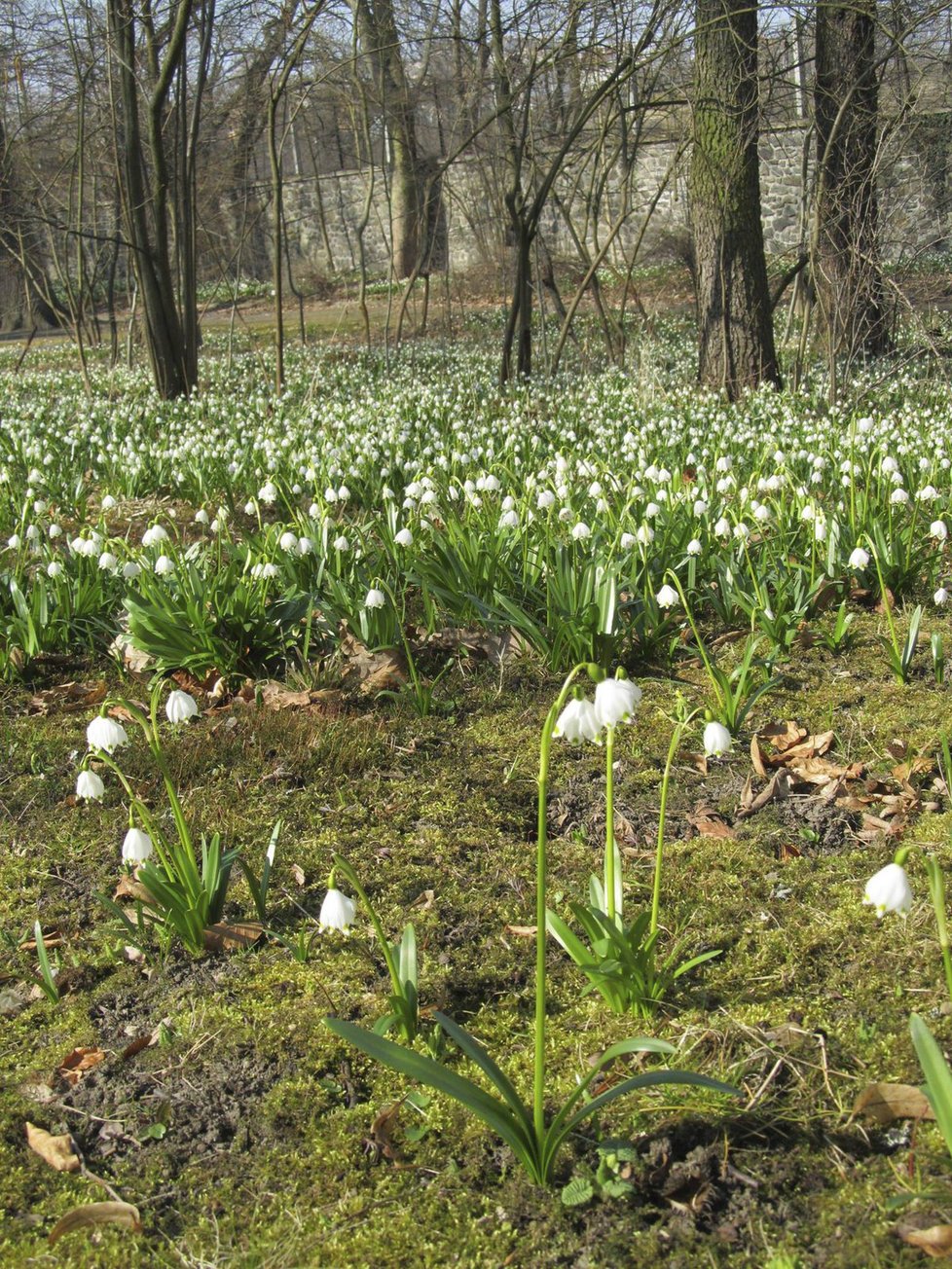 Koberce chráněných bledulí zaplavily  botanickou zahradu v Táboře předloni až koncem února.