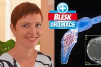 Vendula (36) snědla borůvky a parazit jí zlikvidoval játra! Tasemnice „pracuje“ nenápadně, varuje primář