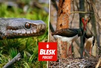 Podcast: První se do Hřenska vrátí ptáci. S voňavkou zvířata nenatočíte, říká kameraman přírody