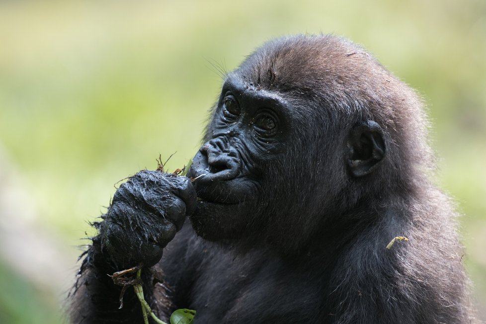 Gorila nížinná ve svém přirozeném prostředí.
