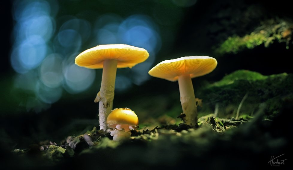 Český fotograf Jan Hodač fotí krásné ženy, severočeskou krajinu, ale i jedinečné tuzemské houby.