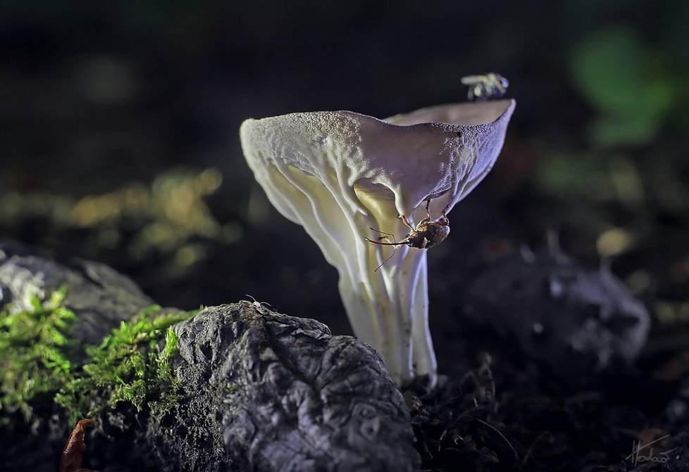 Český fotograf Jan Hodač fotí krásné ženy, severočeskou krajinu, ale i jedinečné tuzemské houby.