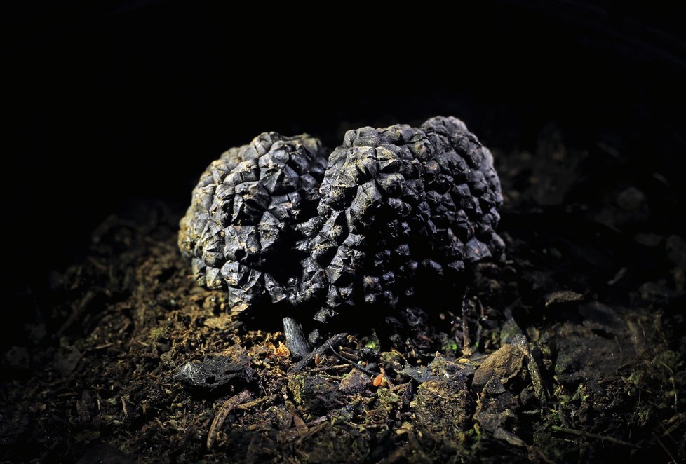 Český fotograf Jan Hodač fotí krásné ženy, severočeskou krajinu, ale i jedinečné tuzemské houby.