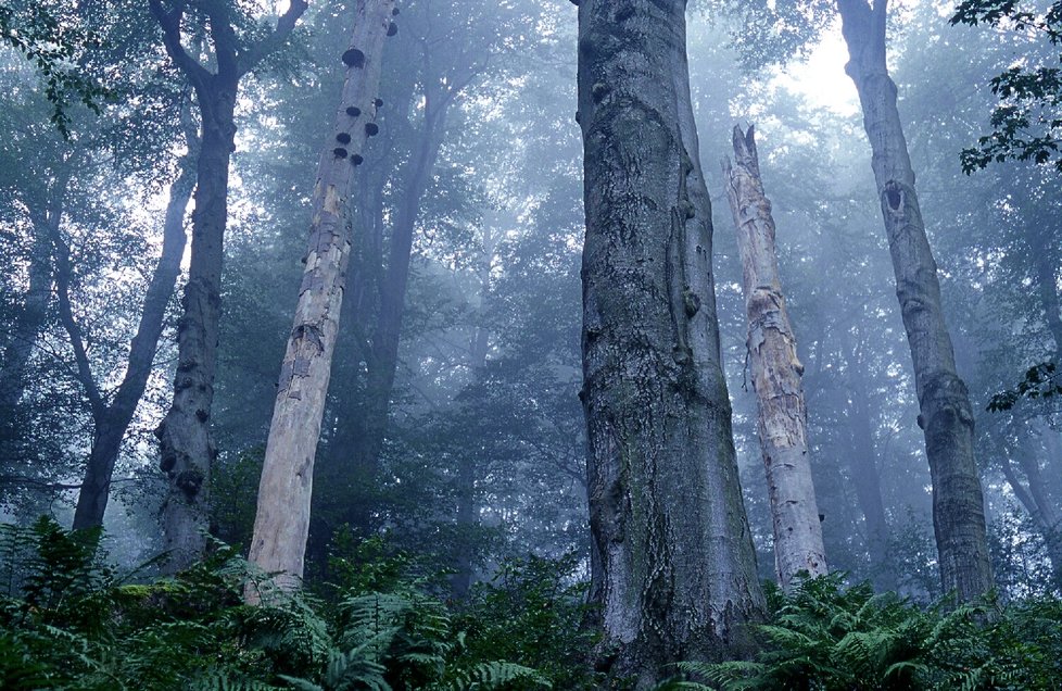 Český fotograf Jan Hodač fotí krásné ženy, severočeskou krajinu, ale i jedinečné tuzemské houby.