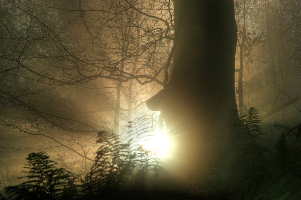 Český fotograf Jan Hodač fotí krásné ženy, severočeskou krajinu, ale i jedinečné tuzemské houby.