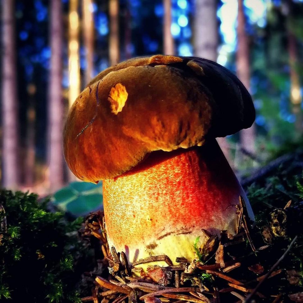 Český fotograf Jan Hodač fotí krásné ženy, severočeskou krajinu, ale i jedinečné tuzemské houby.