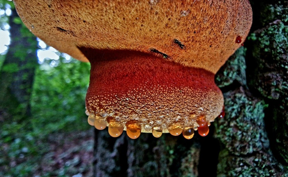 Další snímky hub fotografa Jana Hodače. Poznáte, co je to za druhy?