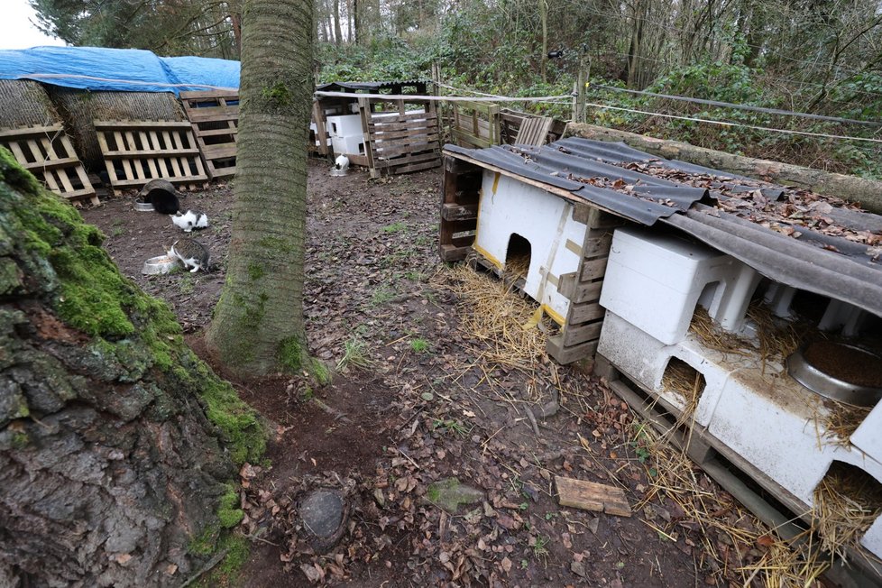 U výběhu běhá zhruba 50 koček, které zde našly kamarády a většinou i dočasný domov.