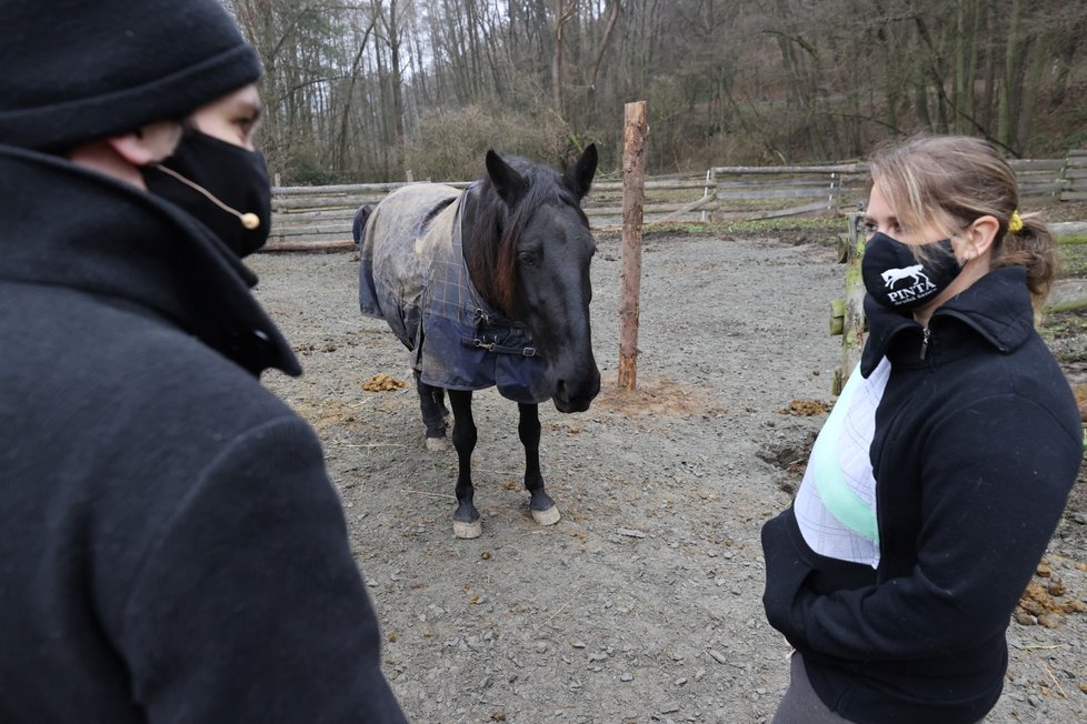 Petra Říhová ze spolku Pinta - druhá šance se stará o opuštěné a týrané koně.