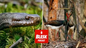 Blesk Podcast: První se do Hřenska vrátí ptáci. S deodorantem zvířata nenatočíte.