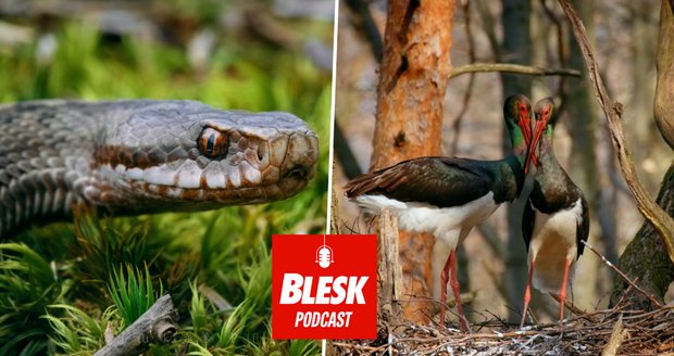 Podcast: První se do Hřenska vrátí ptáci. S voňavkou zvířata nenatočíte, říká kameraman přírody