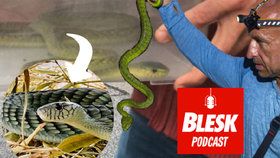 Blesk Podcast: Hlubočepská mamba byla k uštknutí donucená, tvrdí herpetolog Bublík