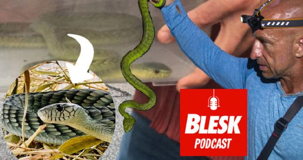 Podcast: Nové odhalení o hlubočepské mambě. K uštknutí byla donucená cizí osobou, tvrdí herpetolog Bublík