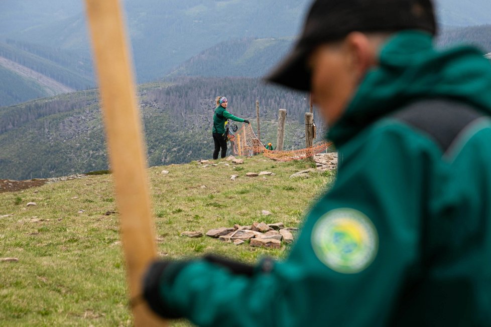 Pracovníci Správy Krkonošského národního parku rozmístili 11. června 2021 na vrcholu Sněžky v Krkonoších ochranné sítě. Mají zamezit návštěvníkům v pohybu mimo vyznačené plochy a tedy devastaci přírody.