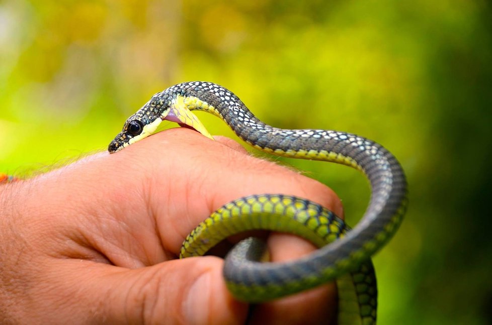 Herpetolog Tomáš Bublík nejradši pozoruje hady v jejich přirozeném prostředí.